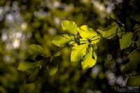 20180812 - IMG_7239 - HELIOS 44M