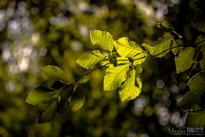 20180812 - IMG_7239 - HELIOS 44M