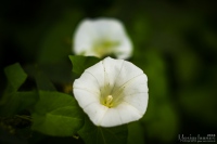 20180812 - IMG_7242 - HELIOS 44M