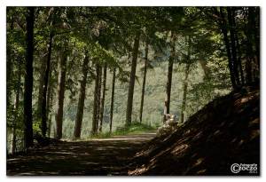 elfringhauser-schweiz-img-2551