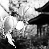 20150417-Japanische-Garten-Leverkusen-IMG_7041 20150417-Japanische-Garten-Leverkusen-IMG_7041
