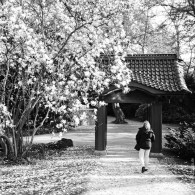 20150417-japanische-Garten-Leverkusen-IMG_7005 20150417-japanische-Garten-Leverkusen-IMG_7005
