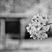20150417-japanische-Garten-Leverkusen-IMG_7061 20150417-japanische-Garten-Leverkusen-IMG_7061