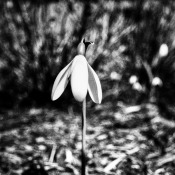 20170312-_MG_1140-Frühling 20170312-_MG_1140-Frühling
