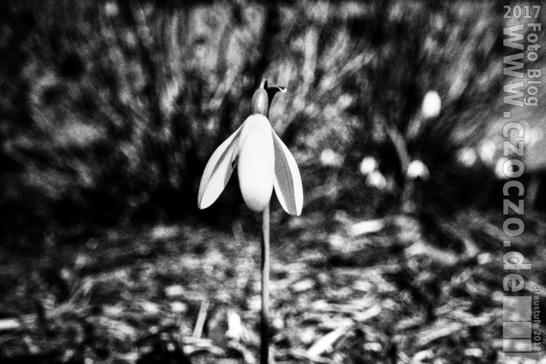 20170312-_MG_1140-Frühling