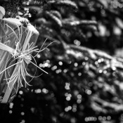 20171203 - _MG_9143-1Advent 20171203 - _MG_9143-1Advent