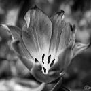 2023-02-17-9A1A5334-Tulpe-BW-3