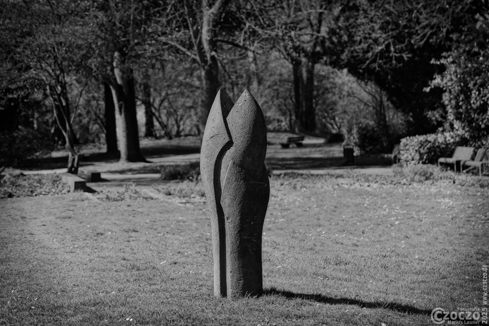 20250328-9A1A3007-Stein-Blume