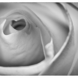 20150111-rose