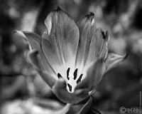 2023-02-17-9A1A5334-Tulpe-BW-3