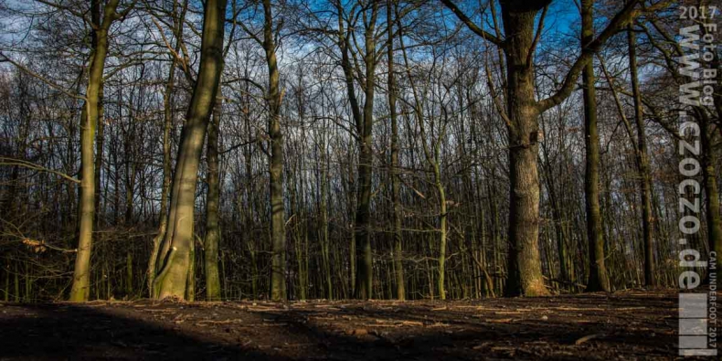 20170219-IMG_9759-FebruarWALD