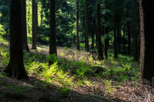 20170507-_MG_3149-Burgholz