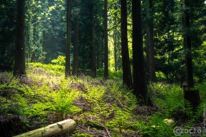 20170507-_MG_3151-Burgholz