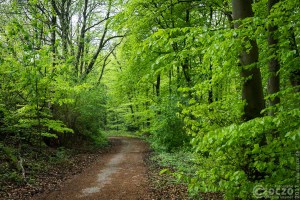 20170507-_MG_3201-Burgholz