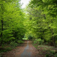 20170507-_MG_3204-Burgholz