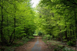 20170507-_MG_3204-Burgholz