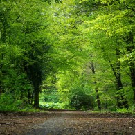 20170507-_MG_3207-Weg 20170507-_MG_3207-Weg