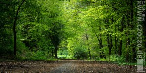 20170507-_MG_3207-Weg