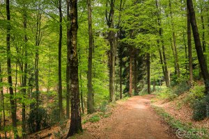 20170507-_MG_3212-Burgholz