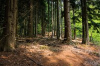 20170507-_MG_3214-Burgholz