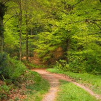 20170507-_MG_3216-Burgholz 20170507-_MG_3216-Burgholz