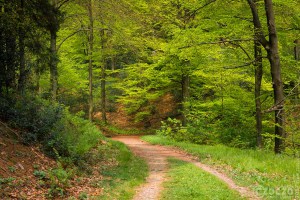 20170507-_MG_3216-Burgholz