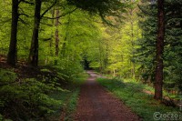 20170507-_MG_3221-Burgholz