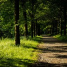 20220518-9A1A7320-LR-Allee-frueh-am-Morgen