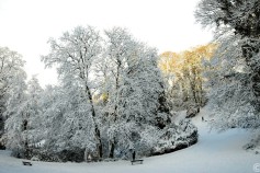 20240116-9A1A0057-Barmer-Anlagen-Winter
