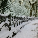 20240116-9A1A0076-Winter