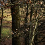 20250128-9A1A2545-Nordpark-im-Januar2025