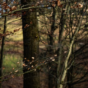 20250128-9A1A2545-Nordpark-im-Januar2025