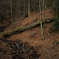20250128-9A1A2550-Nordpark-im-Januar2025