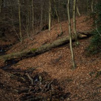 20250128-9A1A2550-Nordpark-im-Januar2025