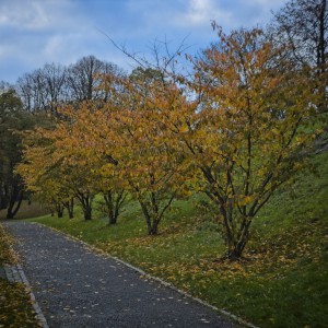 Herbst-Farben-2025-3