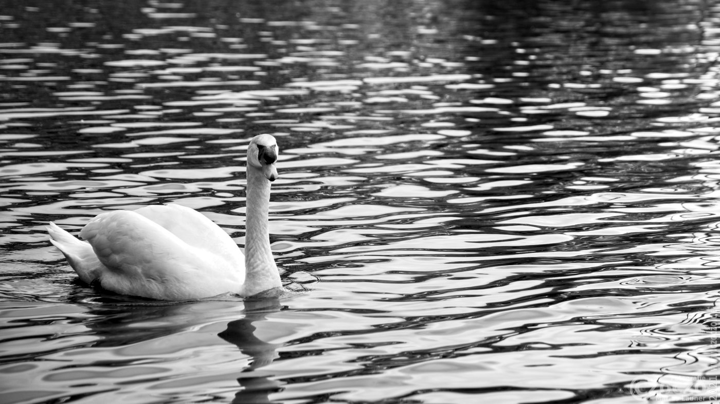 20210515-Schwan-9A1A1981.jpg