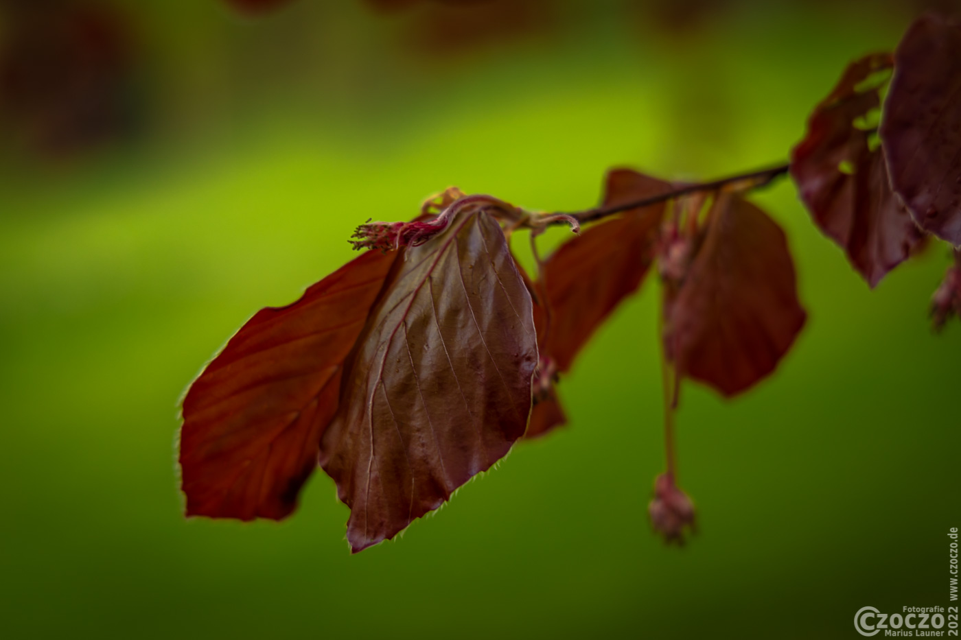 20220426-9A1A6492-LR-Blat.jpg