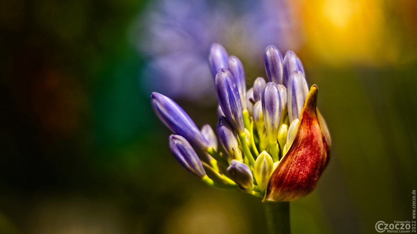 20220630-9A1A9061-ON1-Blume.jpg