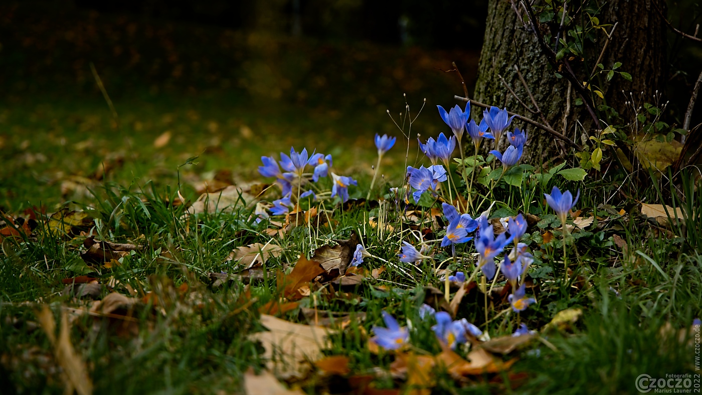 2022-10-15-9A1A9995-ON1-Fruehling-im-Herbst.jpg