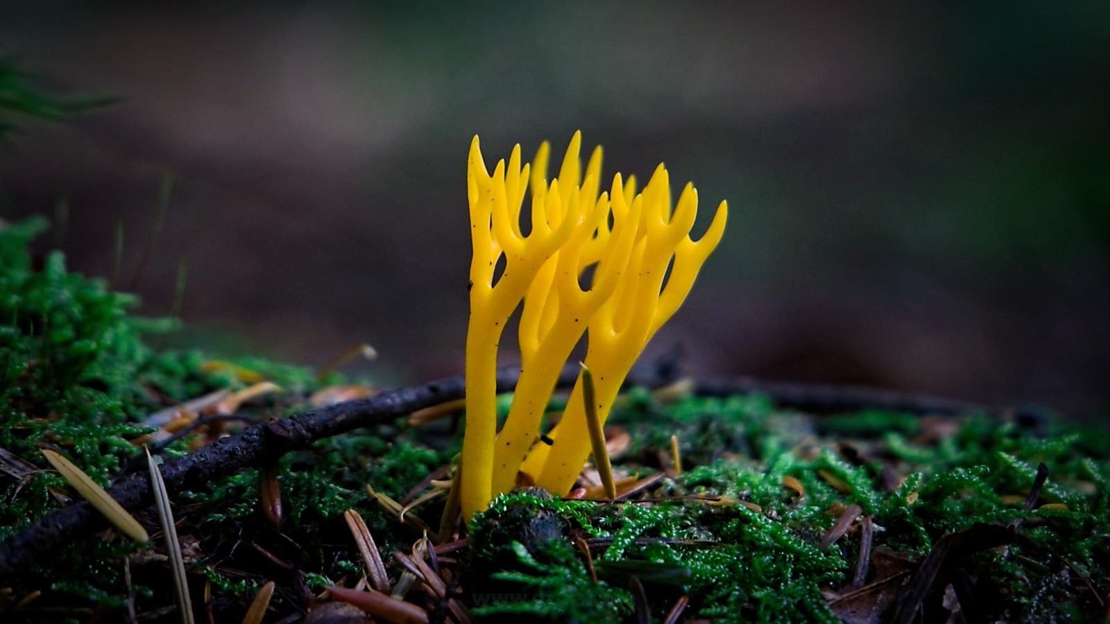Ramaria aurea https//czoczo.de