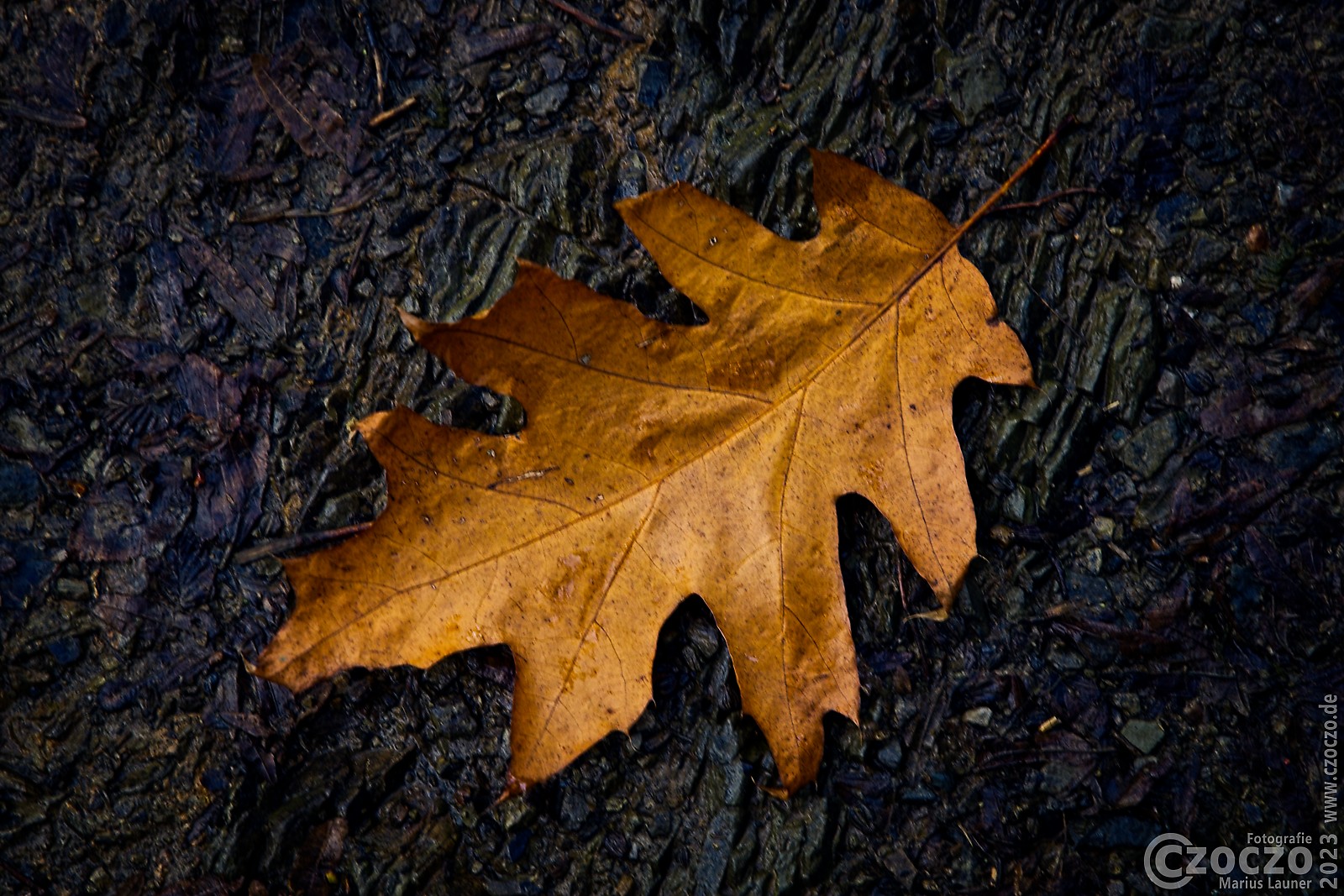 20231107-9A1A3293-Blatt.jpg