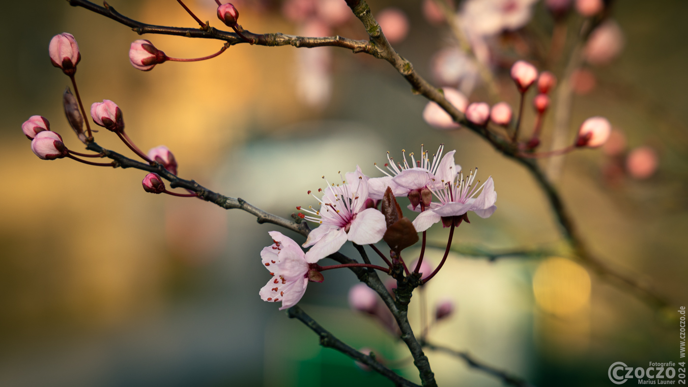 20240225-9A1A0392-Fruehling.jpg