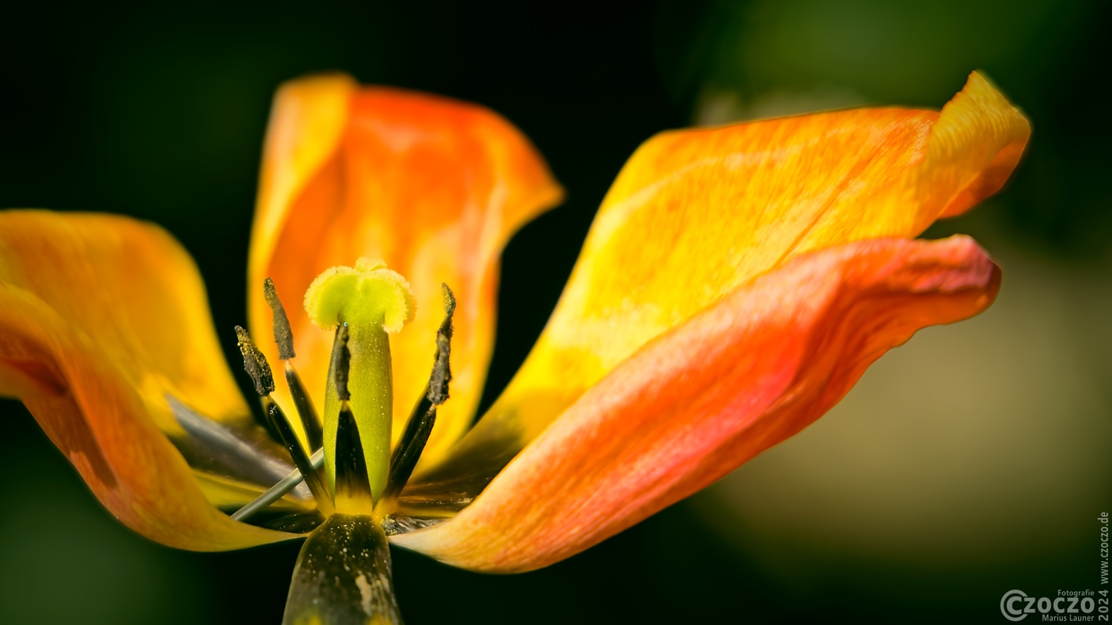 20240410-9A1A0608-Tulpe.jpg