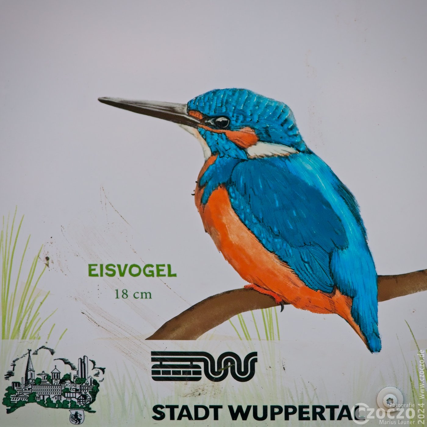 20241031-9A1A1692-Eisvogel.jpg