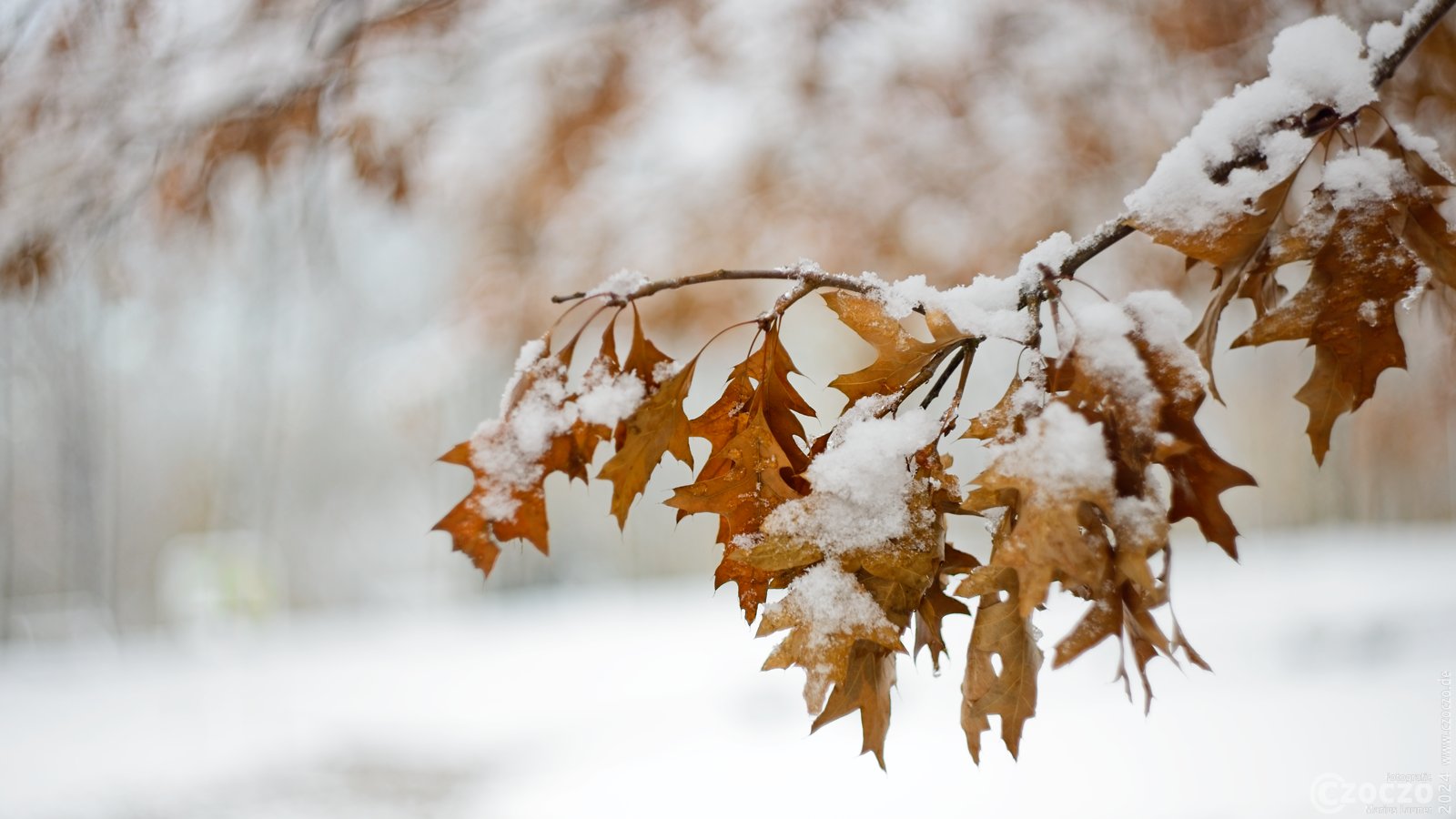 20241121-9A1A1812-Erste-Schnee-Tag2.jpg