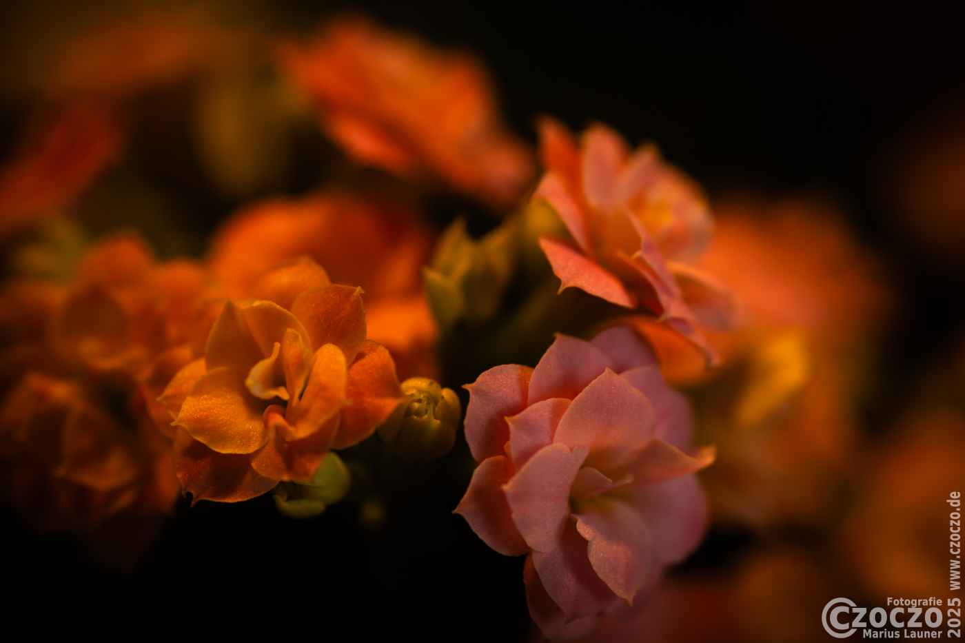 20250108-9A1A2367-NT2025-2.jpg