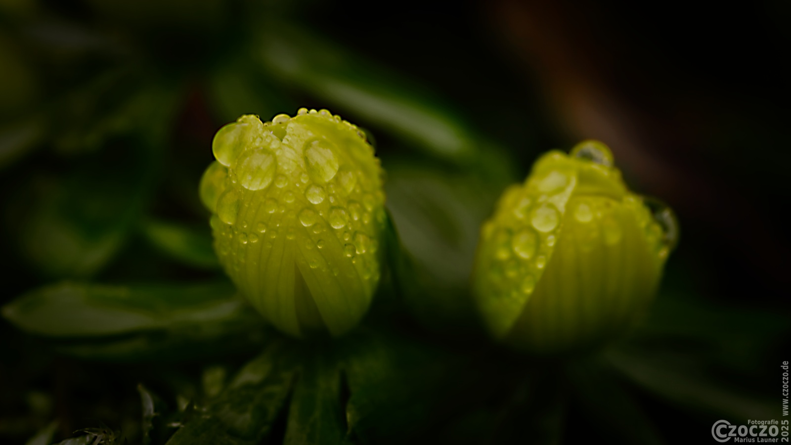 20250205-9A1A2580-Nature-Thursday-7.jpg
