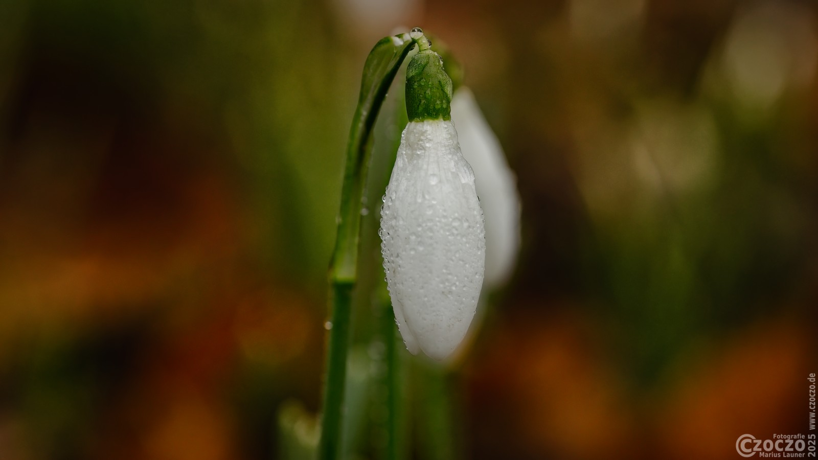 20250205-9A1A2582-schneegloeckchen.jpg