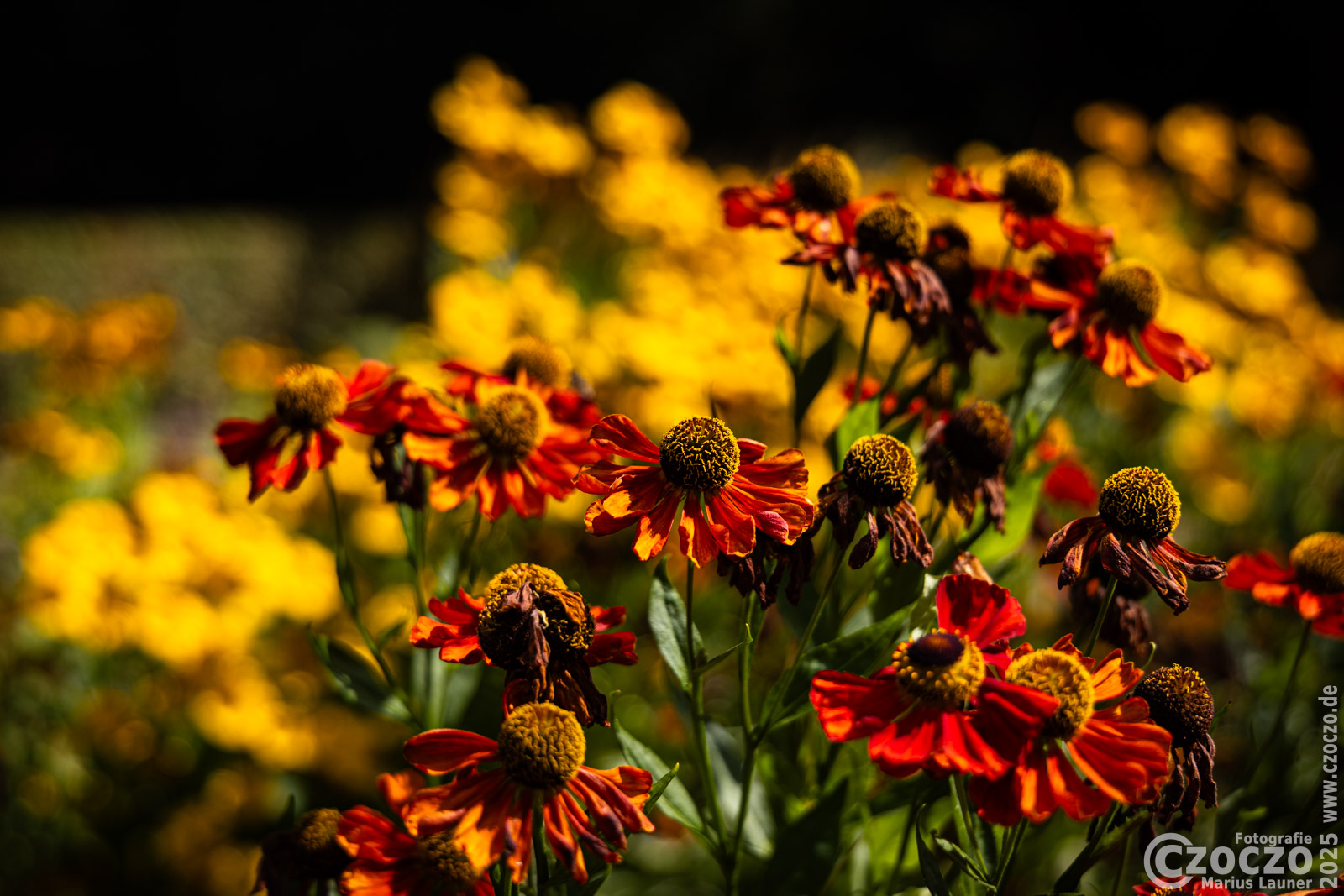 20250821-9A1A4051-Nature-Thursday-2025-36.jpg