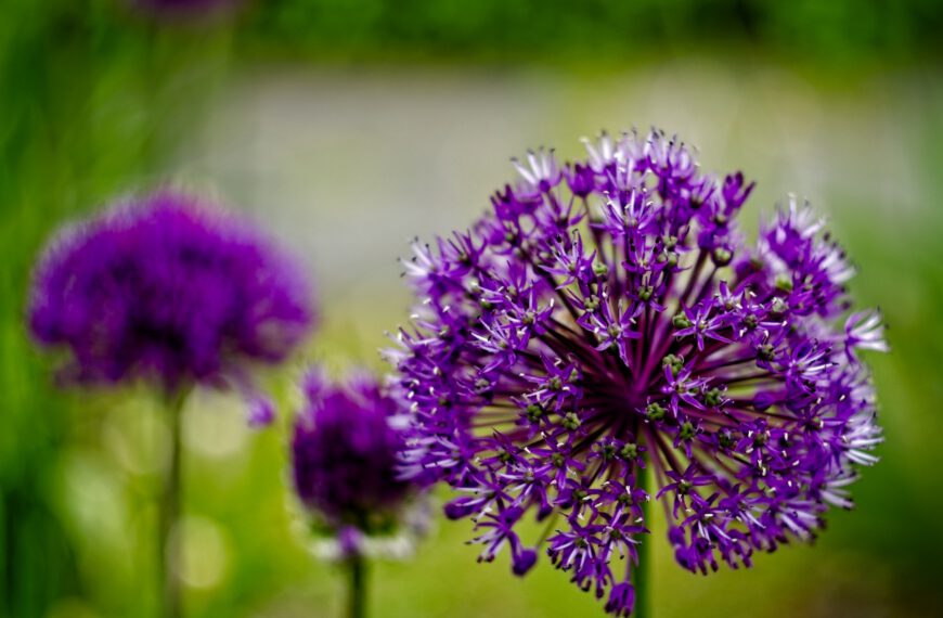 Nature Thursday 2026 – #22